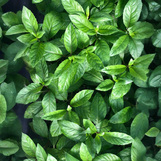 Longevity Spinach (Gynura procumbens)