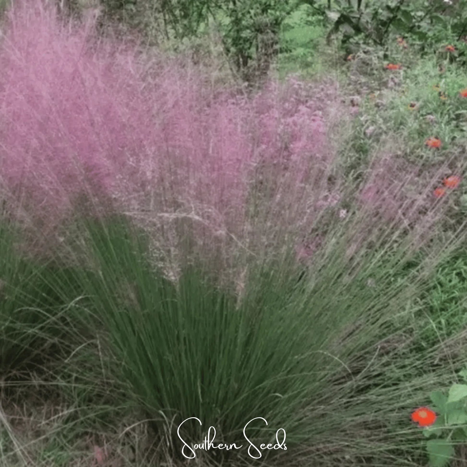 Purple Love Grass – 50 Seeds