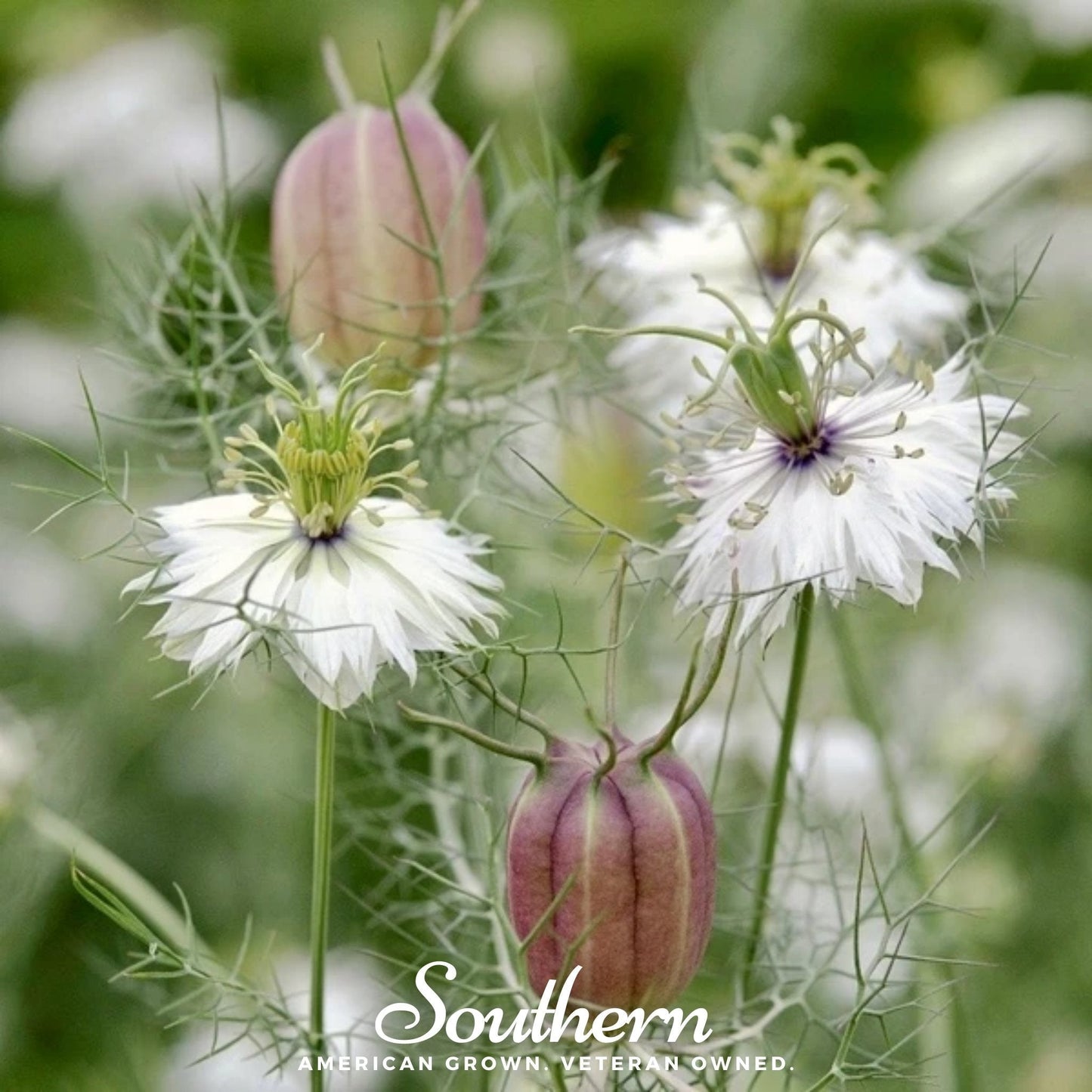 Albion Black Pods Love in a Mist – 100 Mixed Seeds