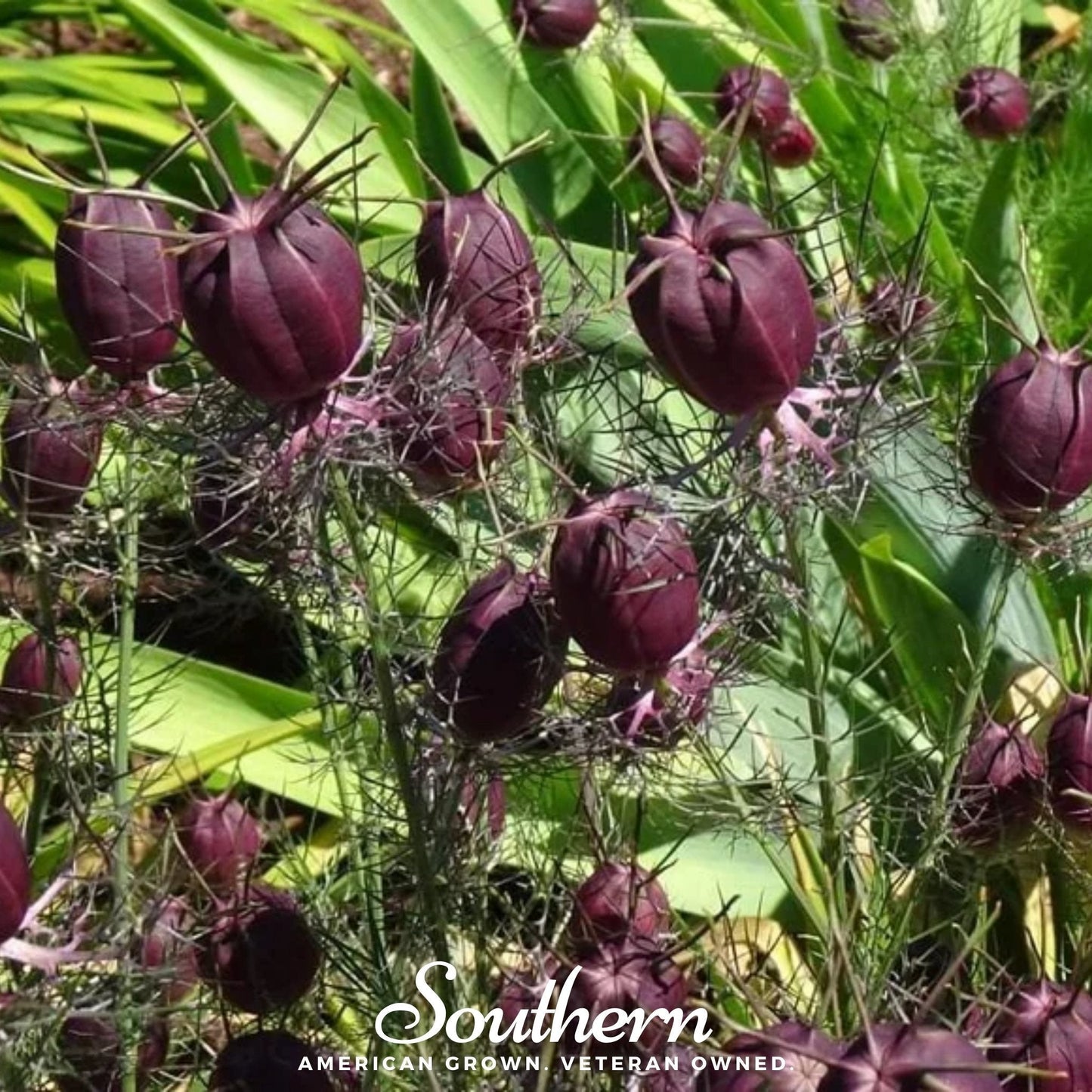 Albion Black Pods Love in a Mist – 100 Mixed Seeds