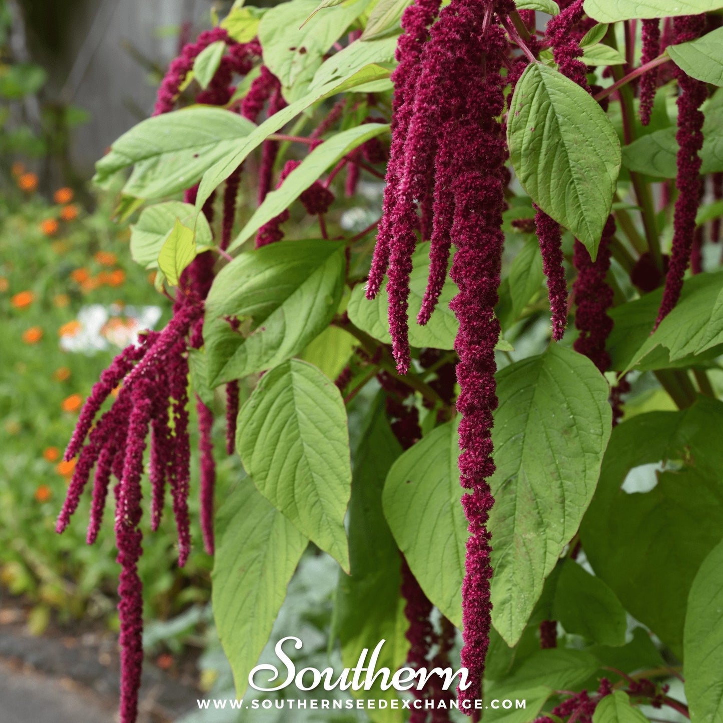 Love Lies Bleeding Amaranth – 250 Seeds