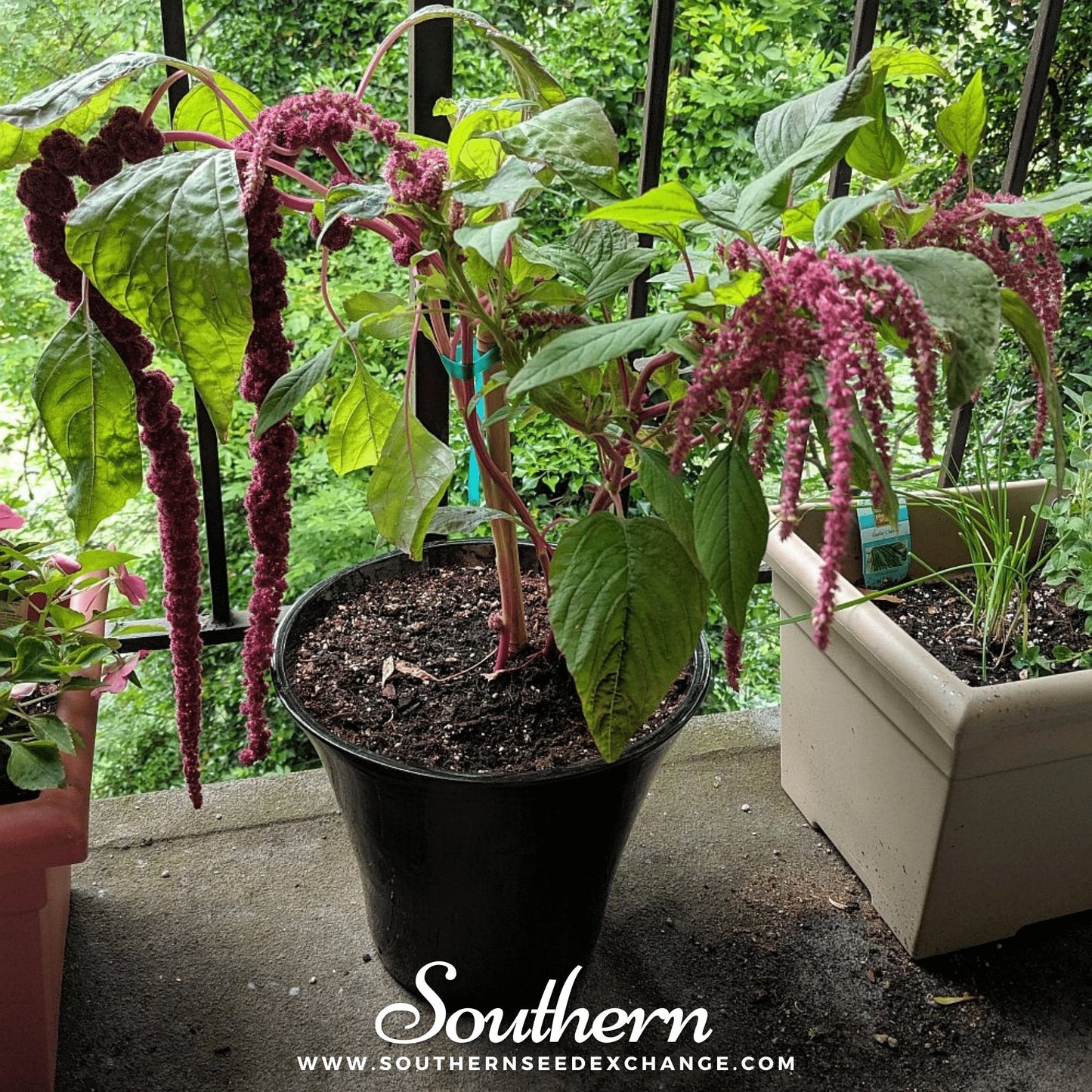 Love Lies Bleeding Amaranth – 250 Seeds