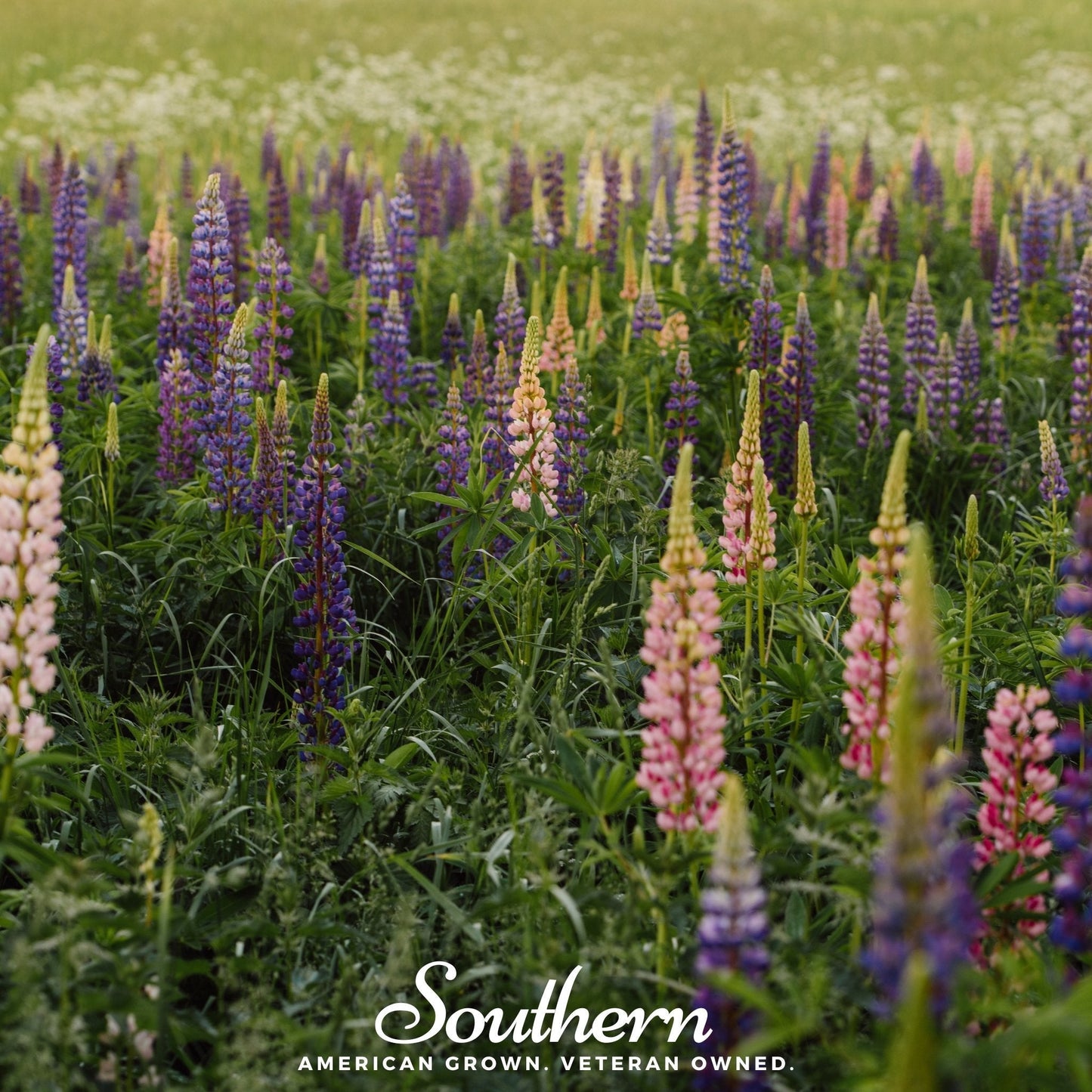 Perennial Lupine – 50 Seeds