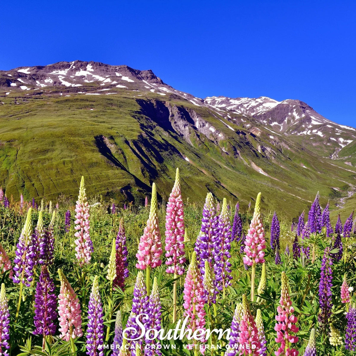 Russell Lupine – 50 Seeds - Plants + Seeds, Plants + Seeds » Unsorted Plants + Seeds, All Products, Products from Southern Seeds, 🏡 Home + Garden - Little Red General Store