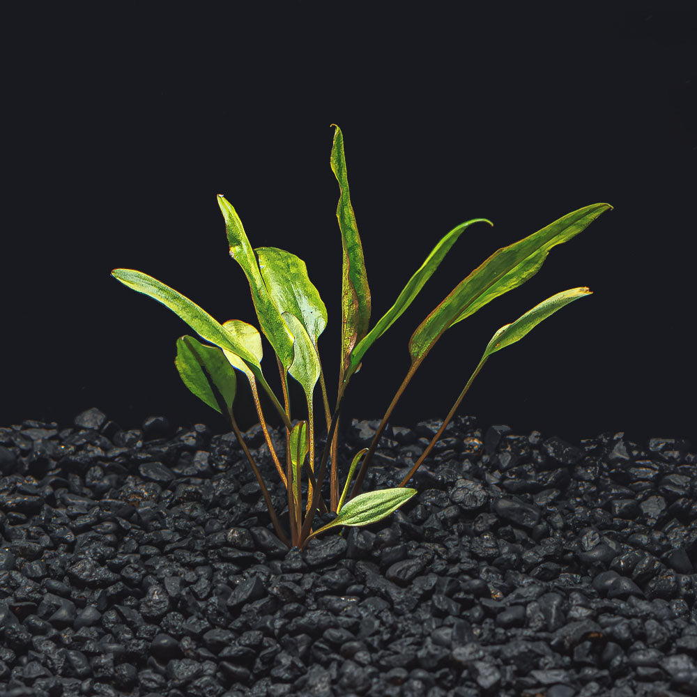 Cryptocoryne Lutea