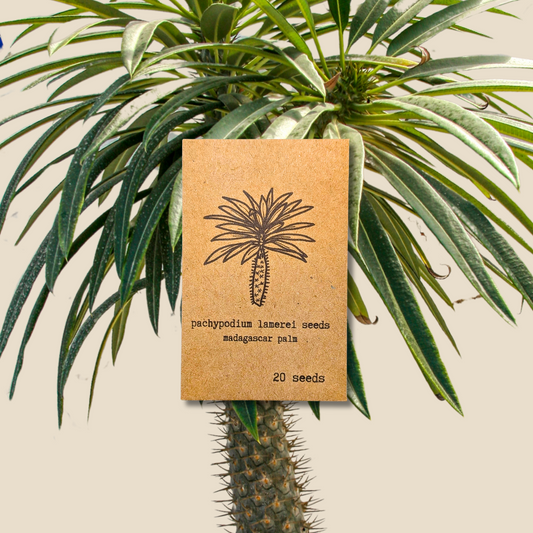 Pachypodium lamerei 'Madagascar Palm' Seeds