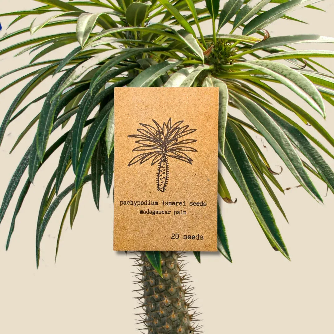 Pachypodium lamerei 'Madagascar Palm' Seeds