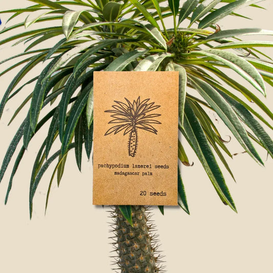 Pachypodium lamerei 'Madagascar Palm' Seeds