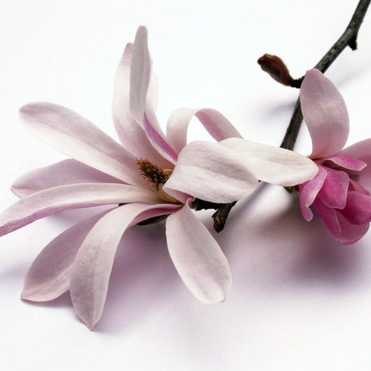 Magnolia Bark Extract 98% (Honokiol)