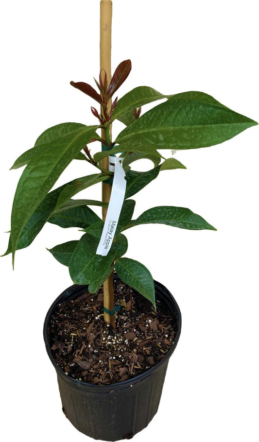 Malay Apple (Otaheite Apple) – Airlayered Fruit Tree for Sale