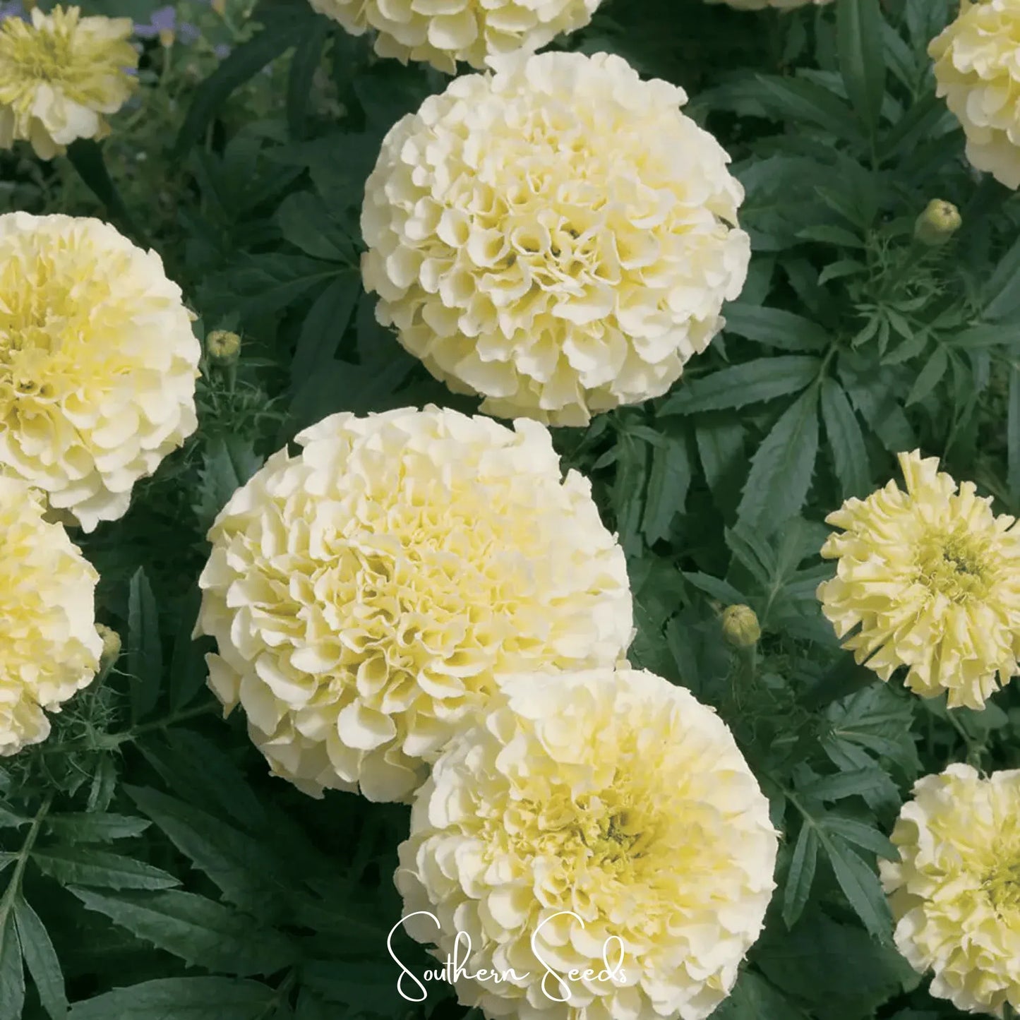 Moonlight African Marigold – 50 Seeds