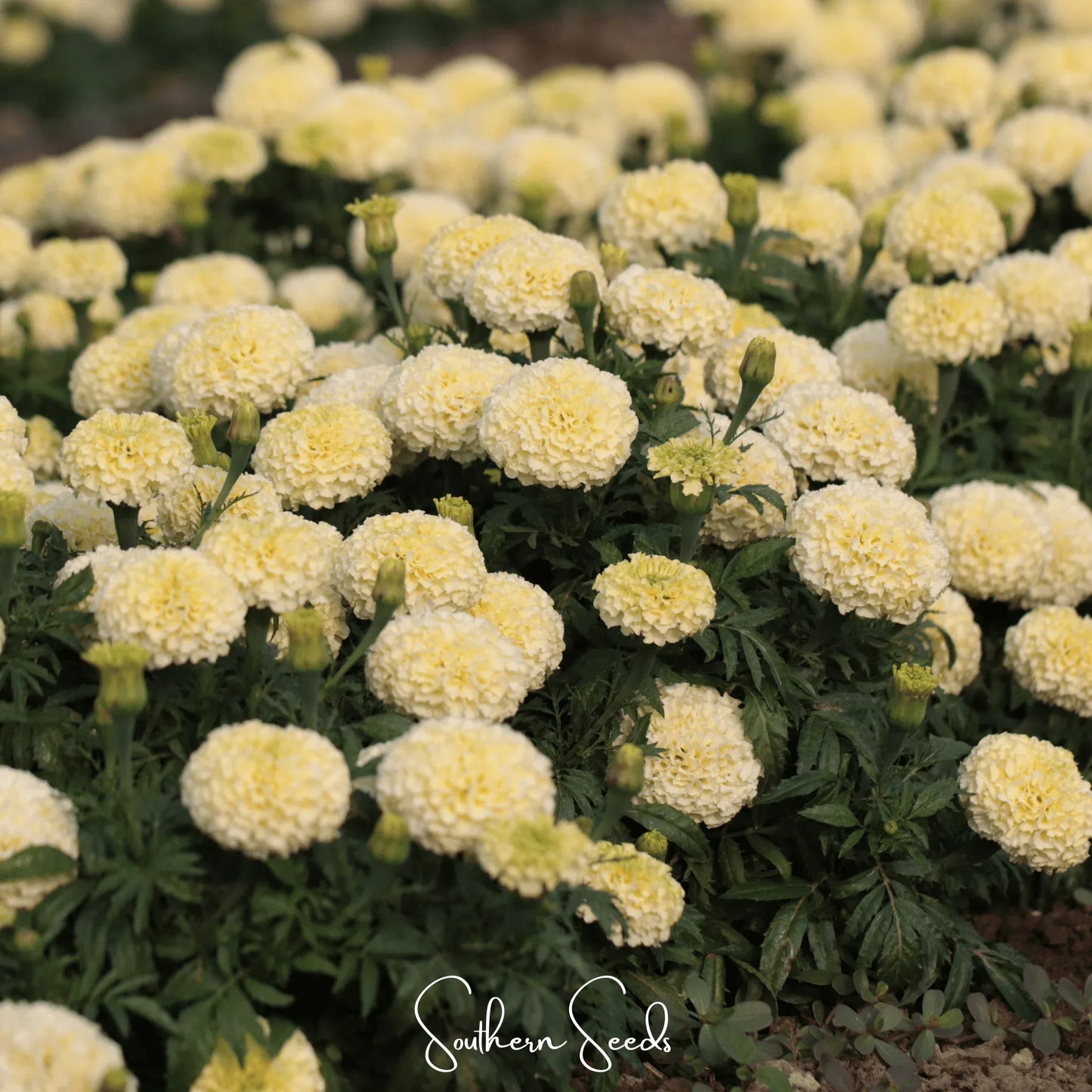 Moonlight African Marigold – 50 Seeds