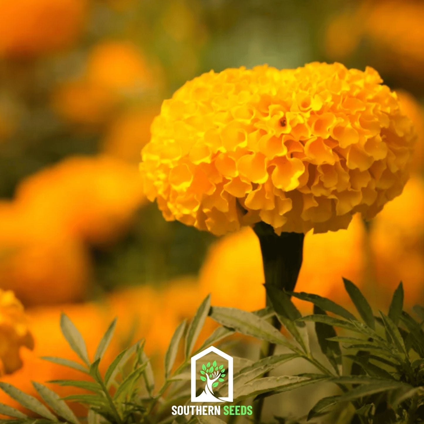 Crackerjack Marigold – 100 Seeds