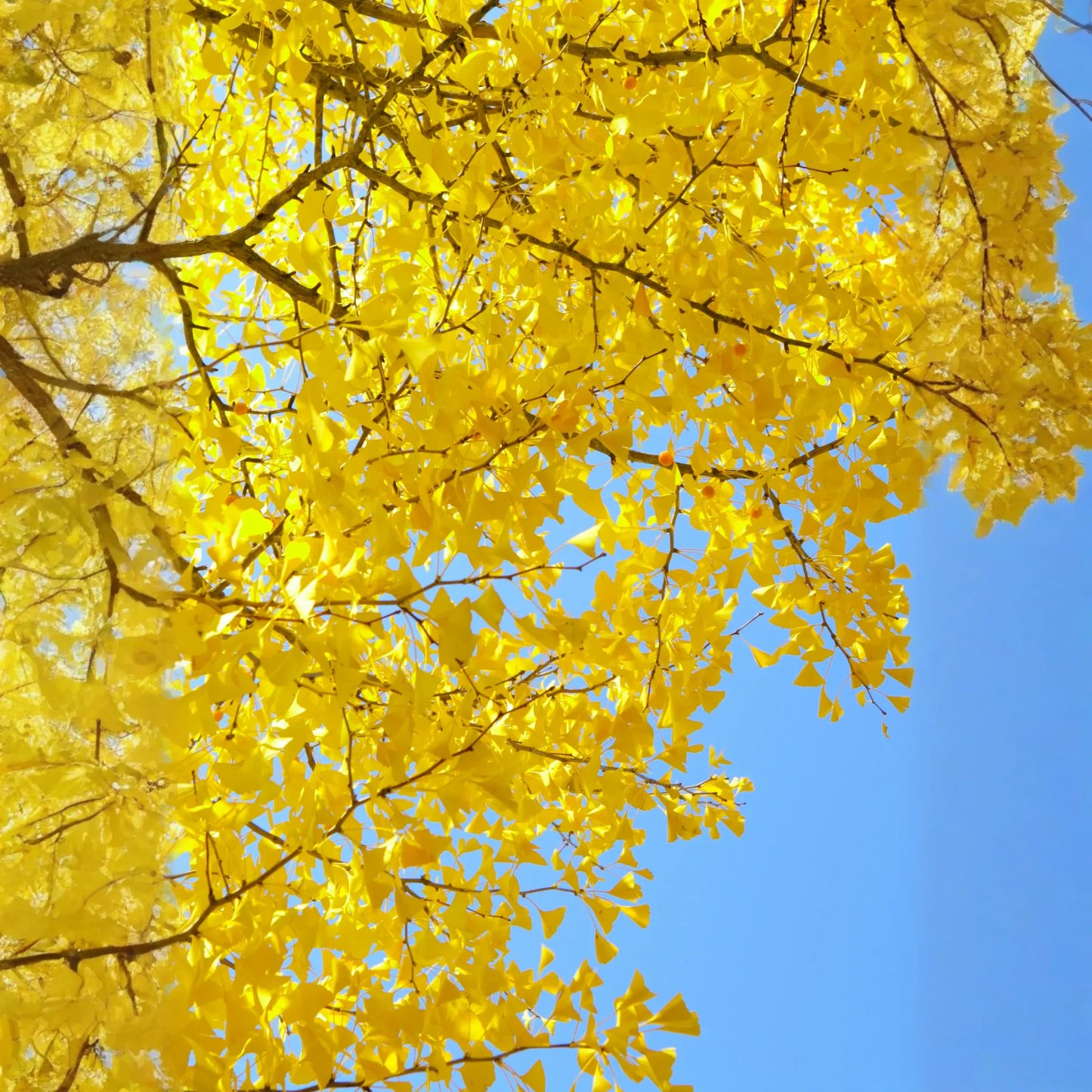 Ginkgo (Ginkgo biloba)