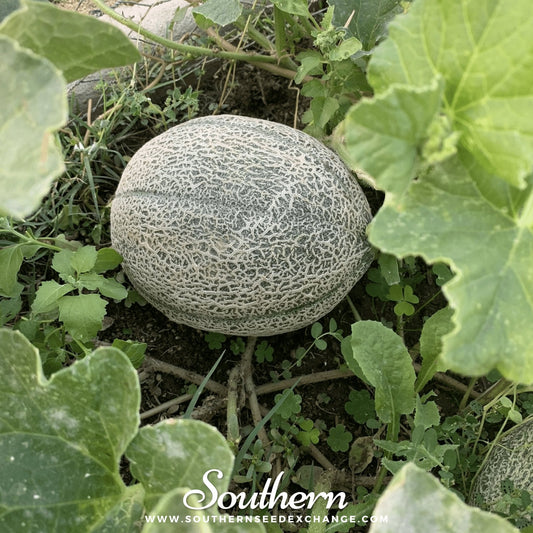 Hales Best Jumbo Cantaloupe – 50 Seeds