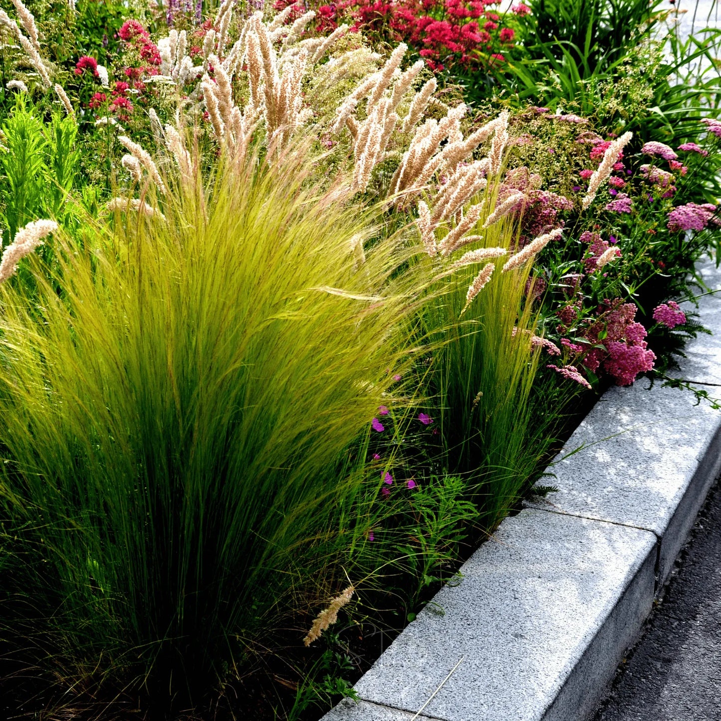Mexican Feather Grass – 50 Seeds