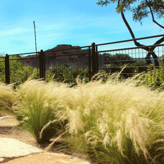 Mexican Feather Grass – 50 Seeds