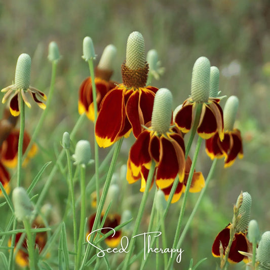 Mexican Hat – 100 Seeds