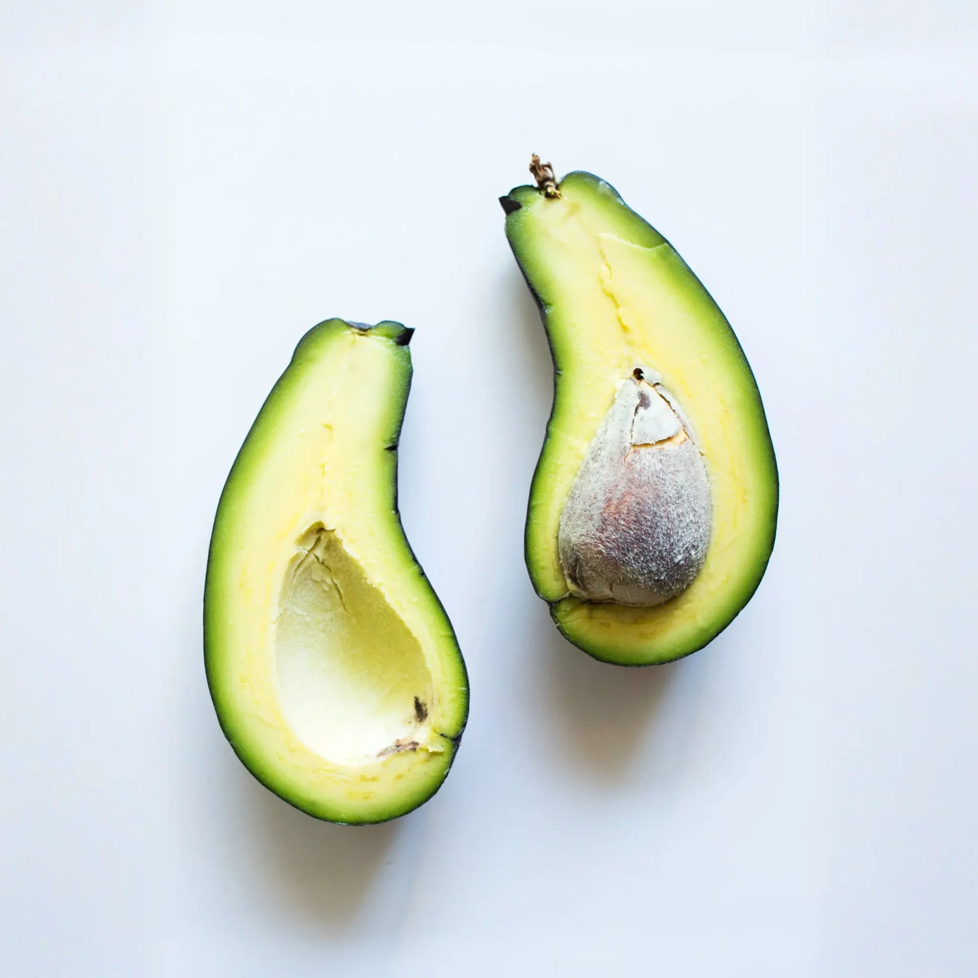 Avocado 'Mexicola' (Persea americana)