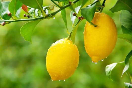 1 Meyer Lemon Tree | Organic Non-GMO Bare Root Starter (5") | Citrus × meyeri | Sweet Lemon Plant for Home Garden or Container