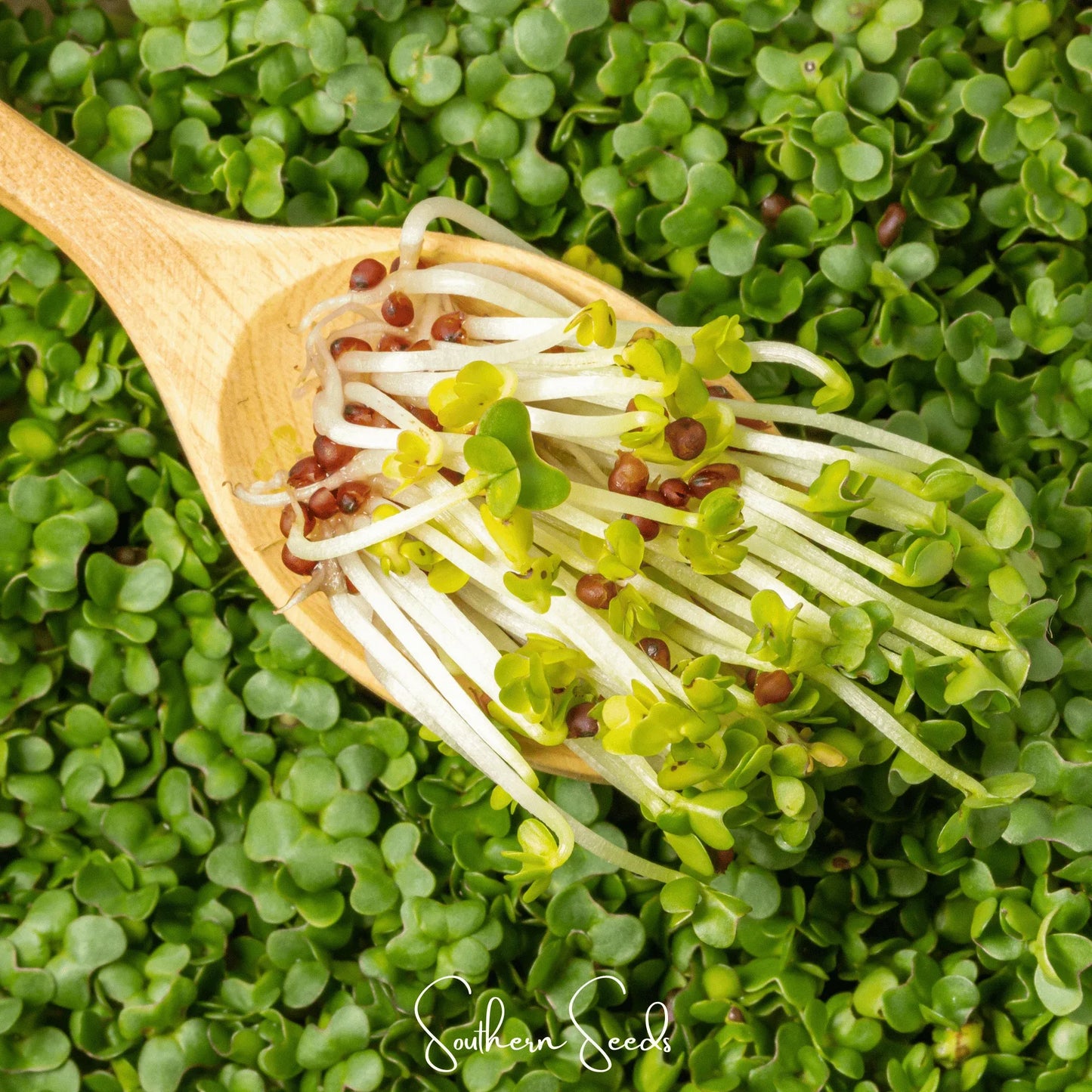 Wasabi Spicy Mustard Microgreen – 10 grams