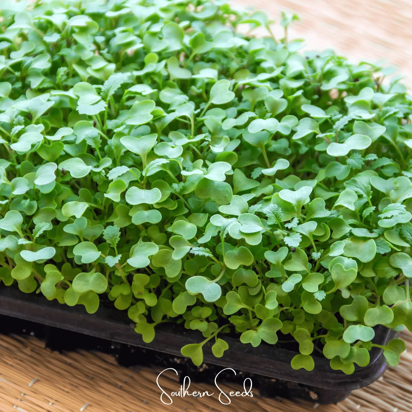 Wasabi Spicy Mustard Microgreen – 10 grams