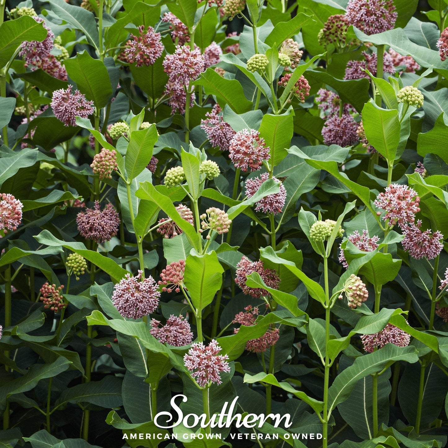 Common Milkweed – 50 Seeds