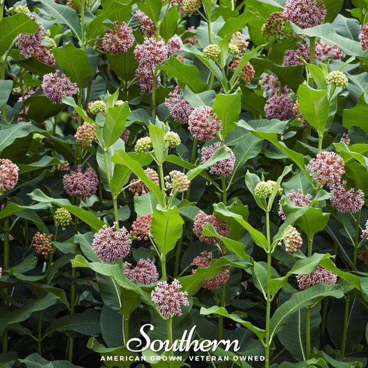 Common Milkweed – 50 Seeds