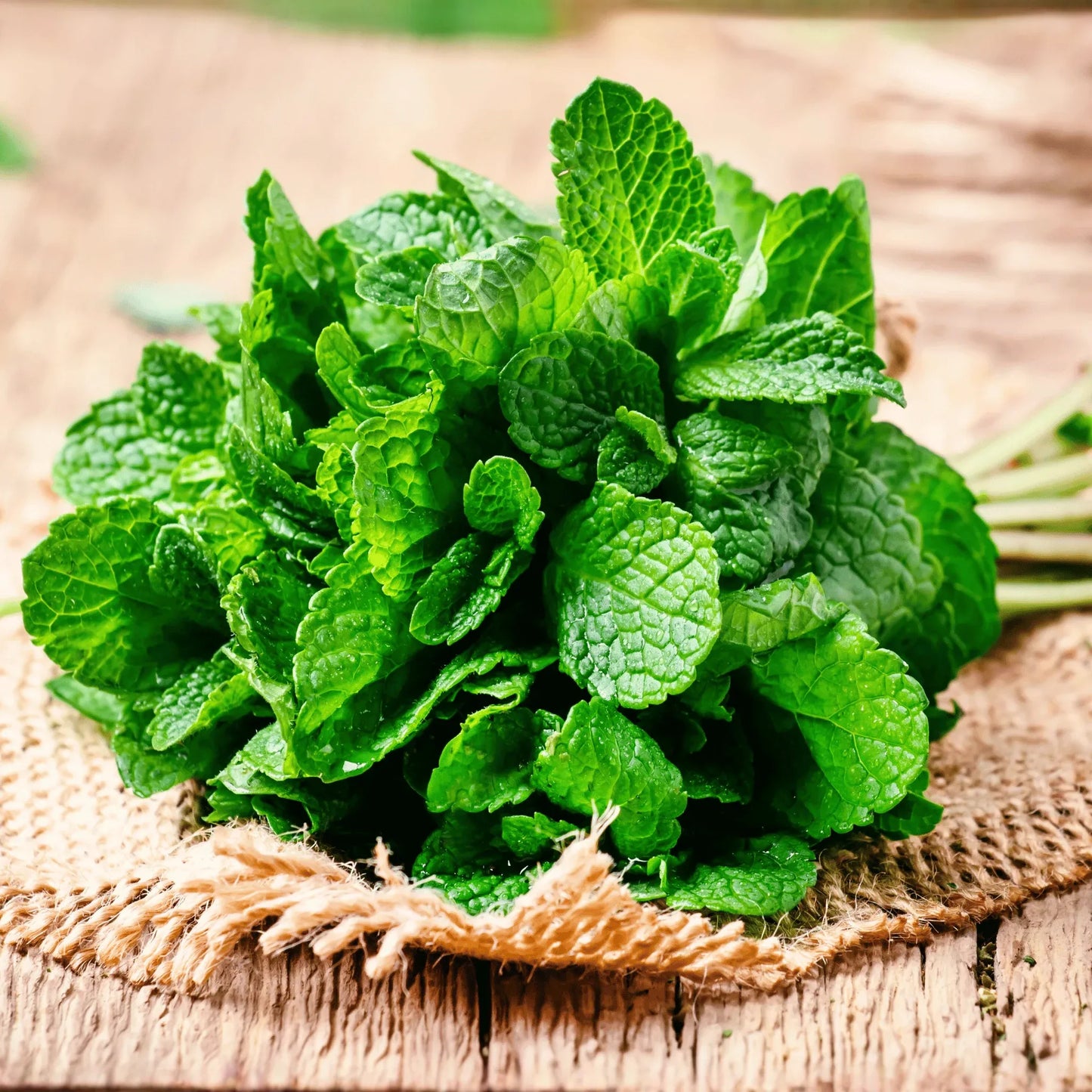 Mint – 100 Seeds
