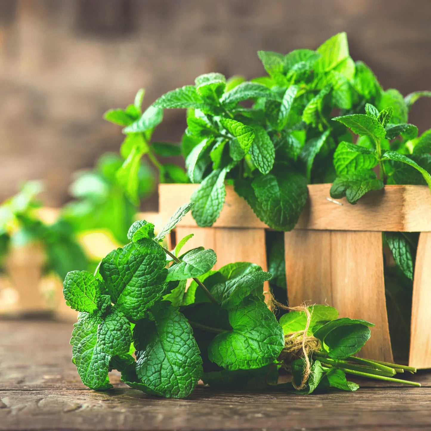 Mint – 100 Seeds