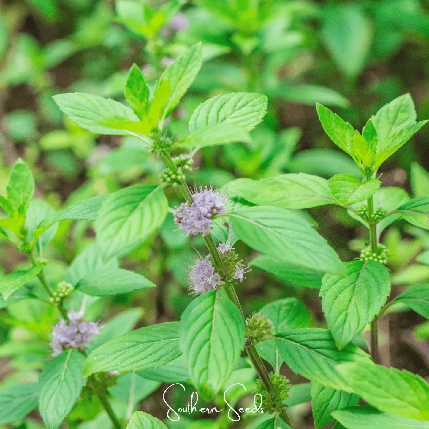 Wild Corn Mint – 100 Seeds
