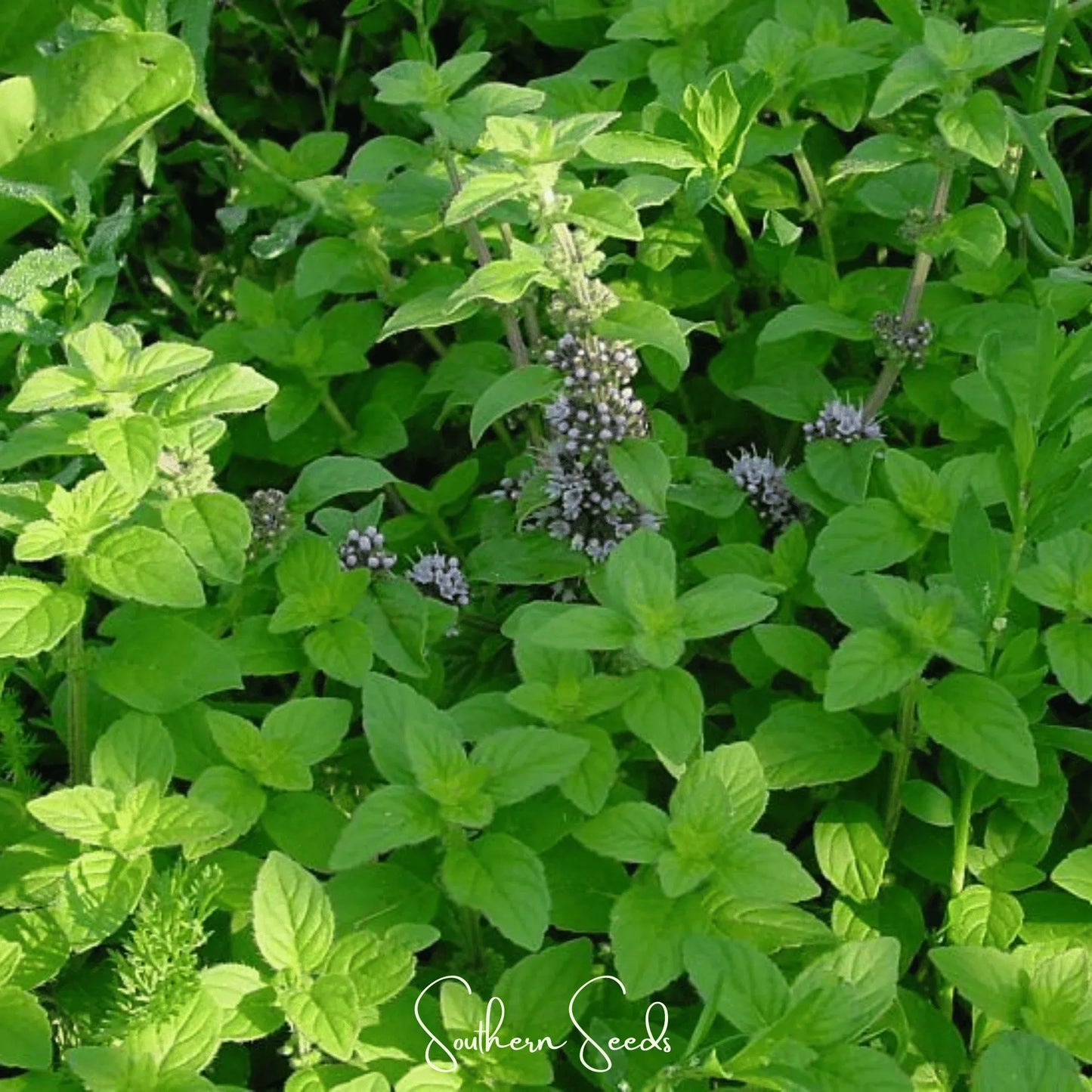 Wild Corn Mint – 100 Seeds
