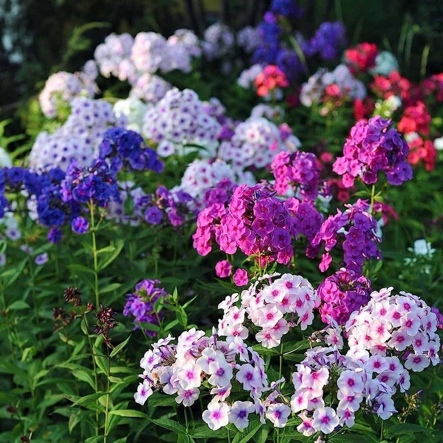 Mixed Phlox Flower Seeds - Dwarf Popstars Phlox Perennial Ground Cover - Creeping Popstars Phlox
