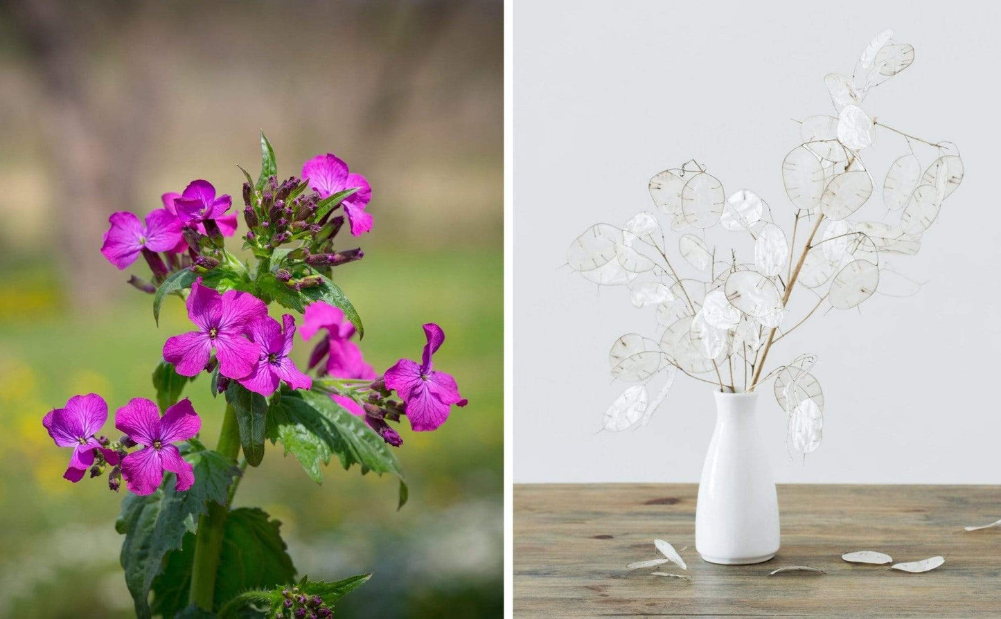 Money Plant – 20 Seeds