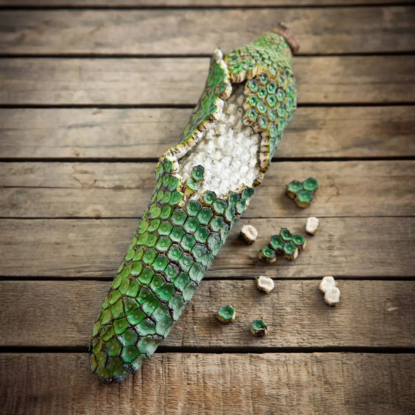 Monstera, Swiss Cheese Plant (Monstera deliciosa)