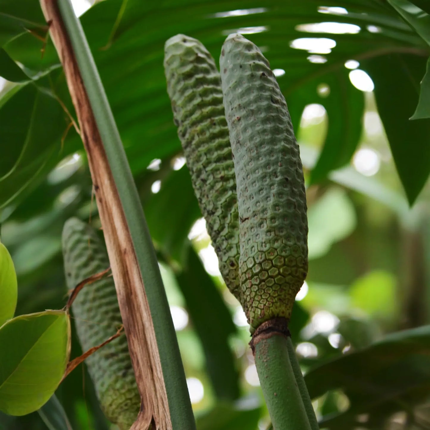 Monstera, Swiss Cheese Plant (Monstera deliciosa)
