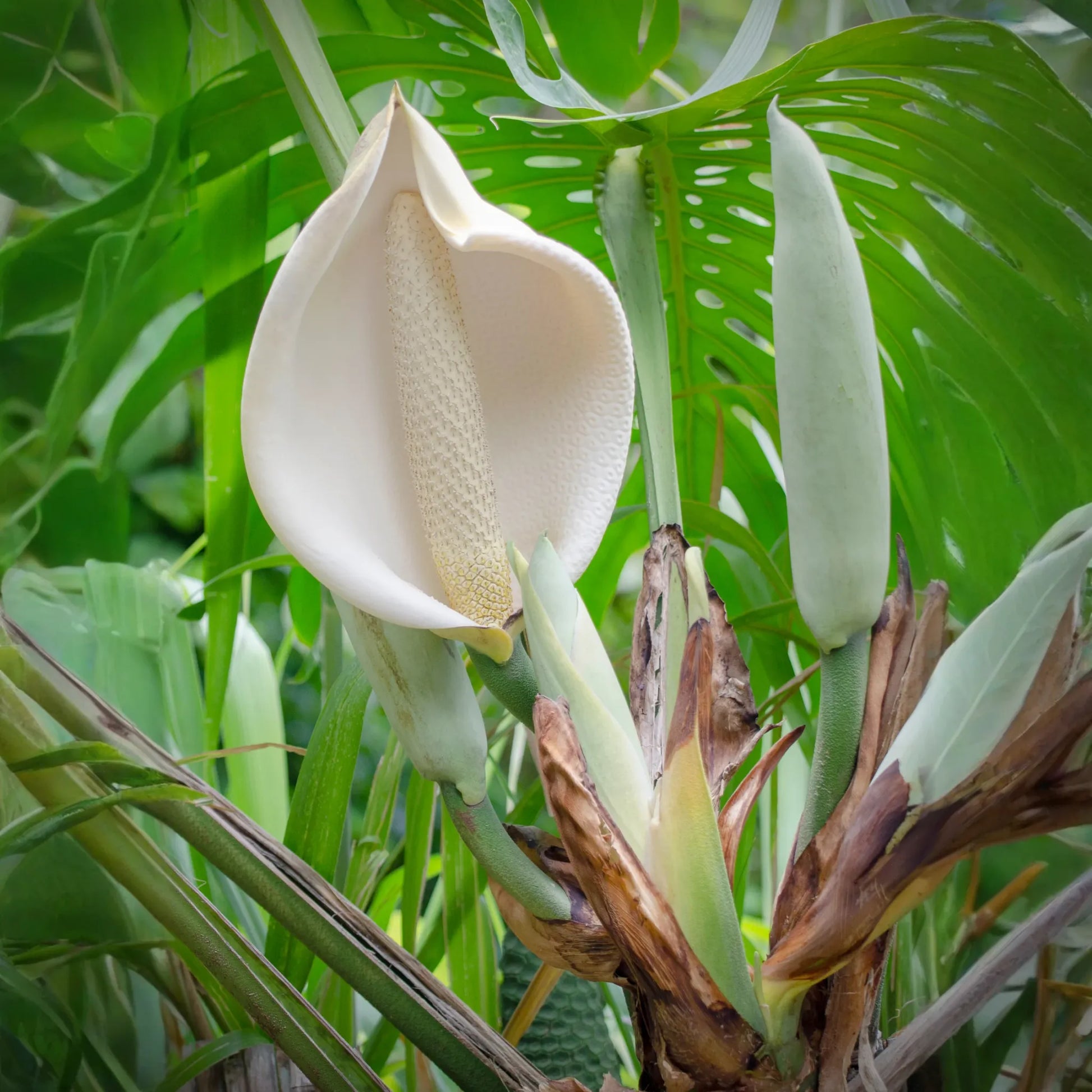 Monstera, Swiss Cheese Plant (Monstera deliciosa)
