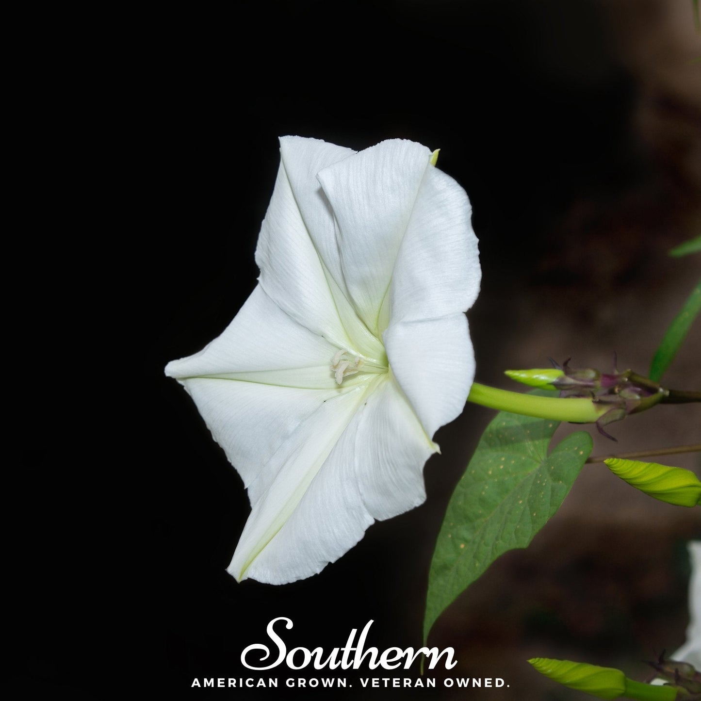 Moonflower – 25 Seeds