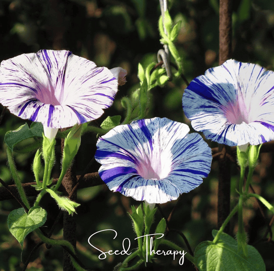 Harlequin Mix Morning Glory – 25 Seeds