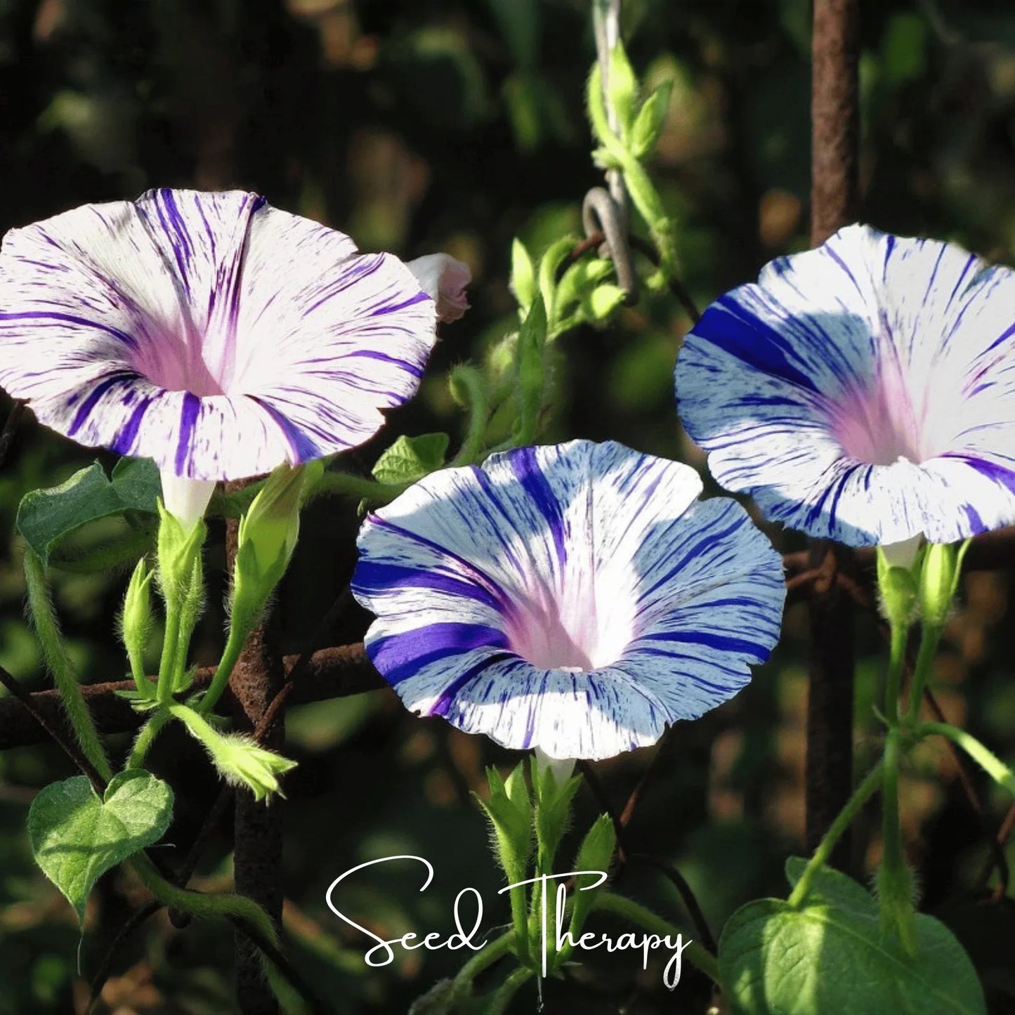 Harlequin Mix Morning Glory – 25 Seeds