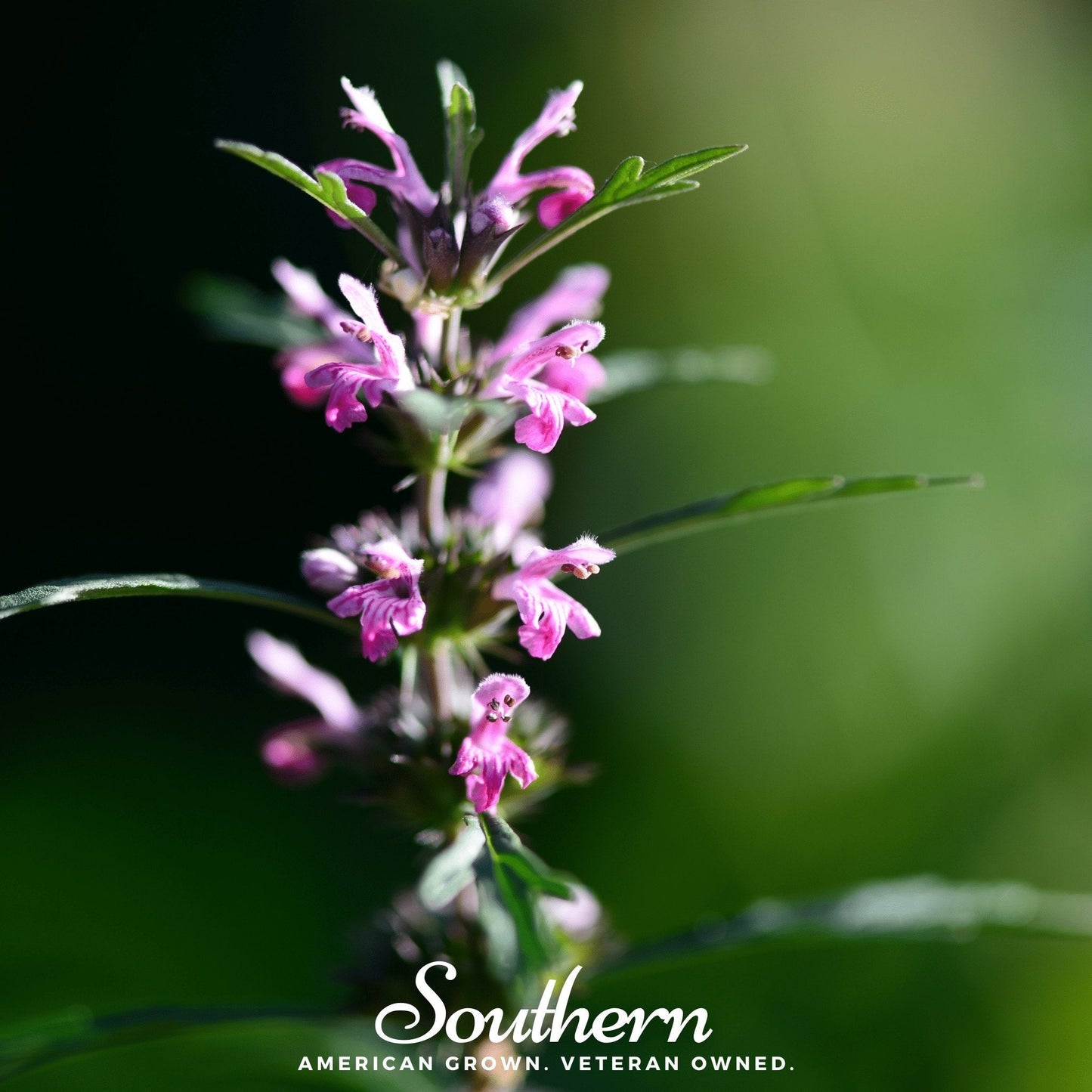 Motherwort – 50 Seeds