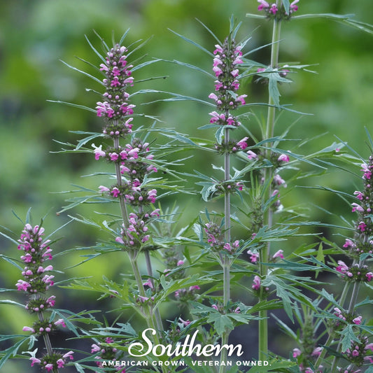 Motherwort – 50 Seeds