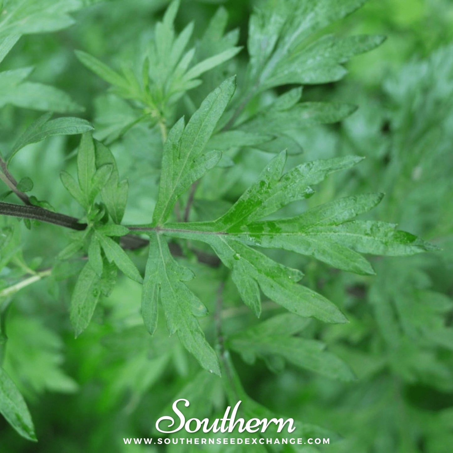 Mugwort – 100 Seeds