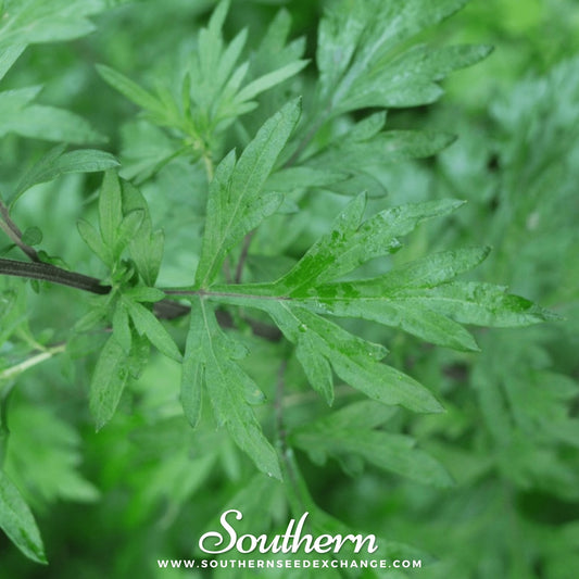Mugwort – 100 Seeds