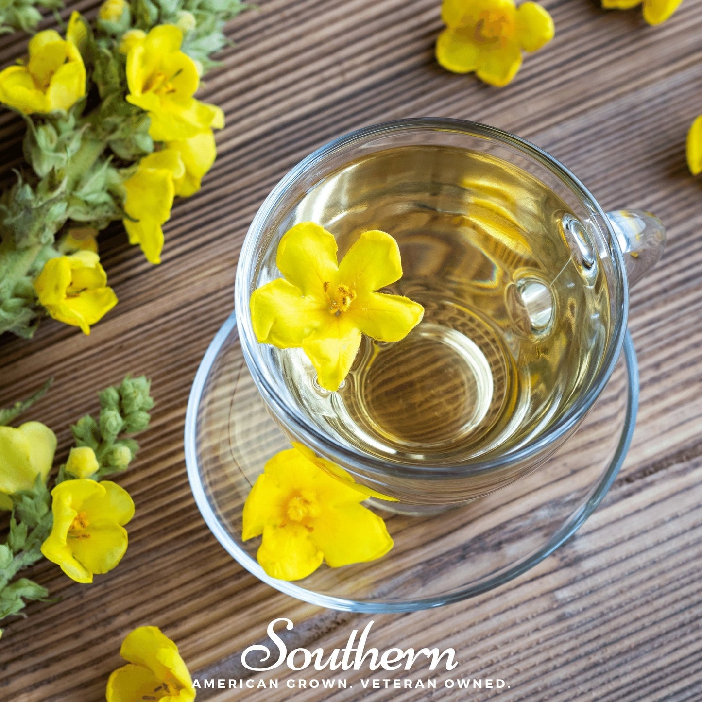 Greek Mullein – 100 Seeds