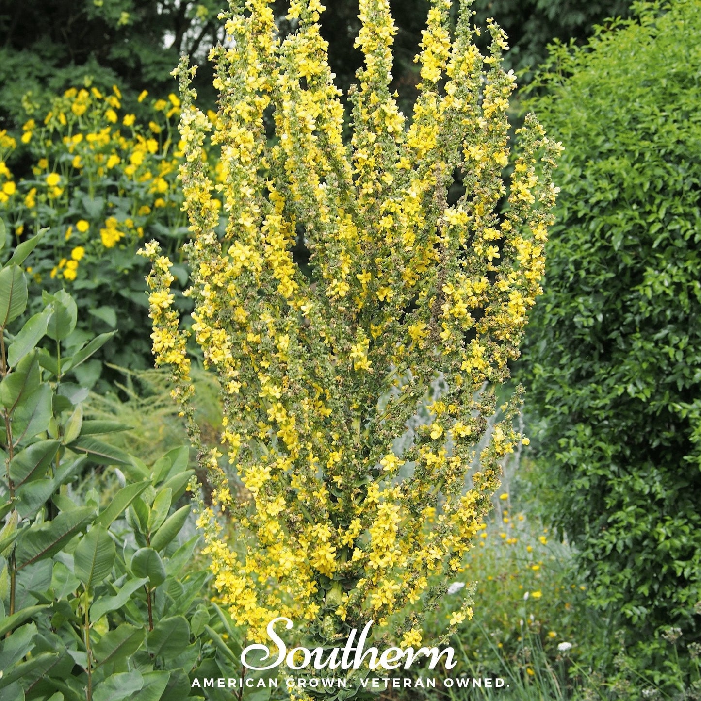 Greek Mullein – 100 Seeds