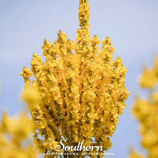 Greek Mullein – 100 Seeds