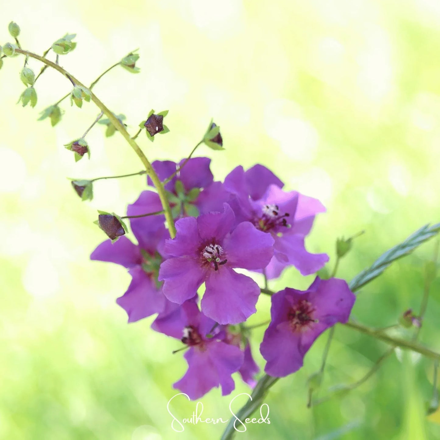 Purple Mullein – 50 Seeds