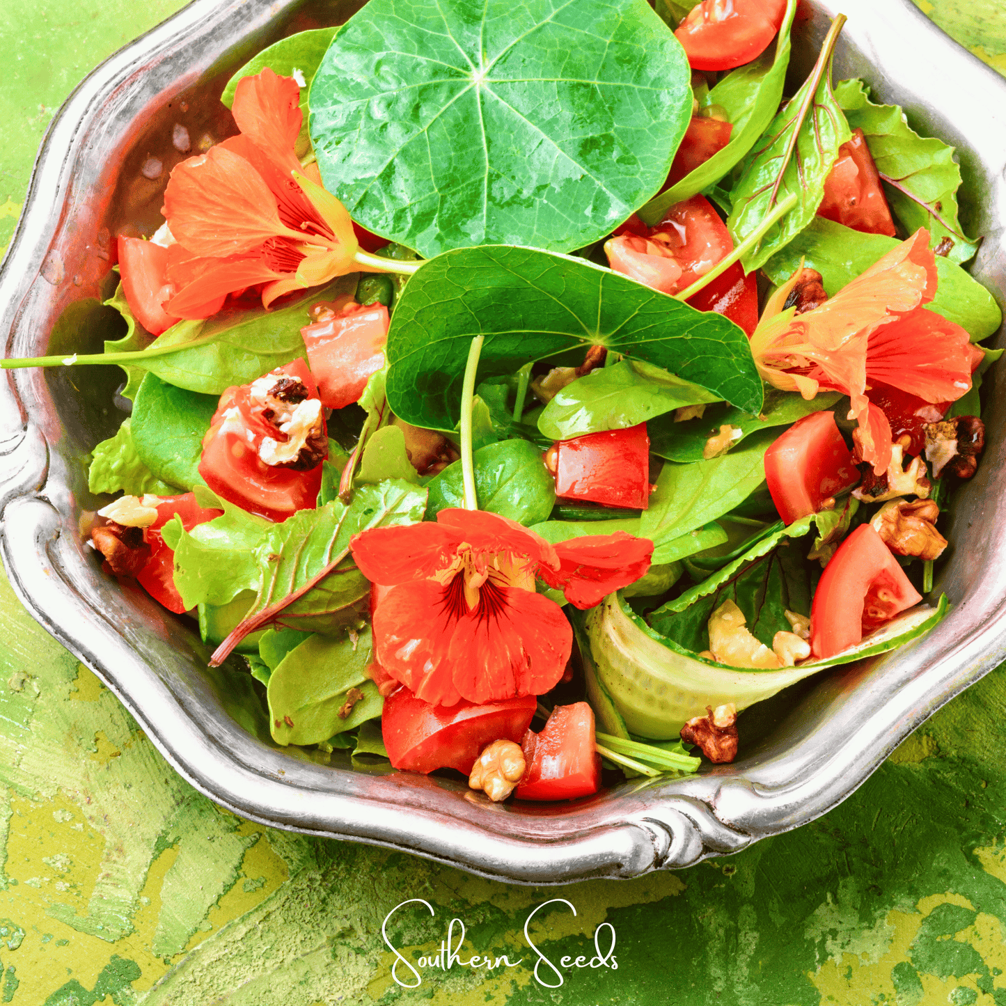 Alaska Mix Nasturtium – 25 Seeds