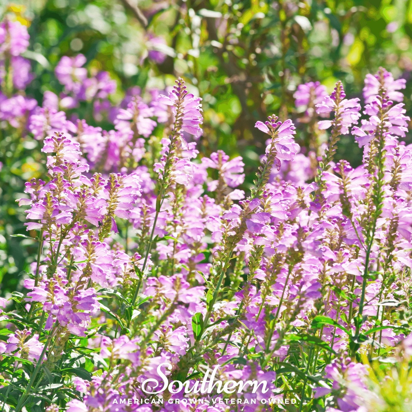 Obedient Plant – 25 Seeds